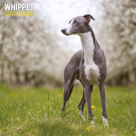 whippets amazon